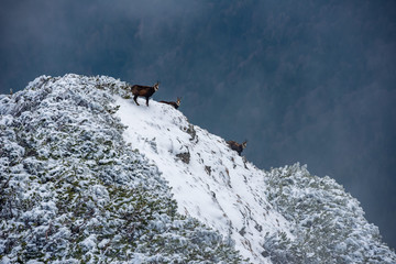 Naklejka na ściany i meble goats jumping on a rocky mountain snow