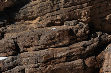 Snow leopard Cubs on the cliff near Kibber village, Spiti valley of Himachal Pradesh, India