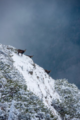 black goats on the top of the snowy mountain