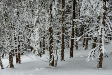 fir forest covered with fresh snow