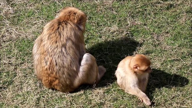 barbary monkey with baby, Macaca sylvanus

