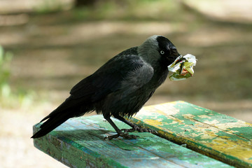  A jackdaw bird stands on a bench and holds a crumpled piece of paper in its beak.