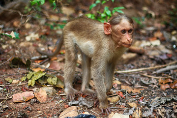 Obraz premium #baby monkey #strolling #fun#click