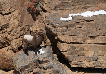 Ibex mountains cliff of Spiti valley, Himachal Pradesh, India