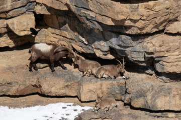 Ibexs in the snow covered mountains of Spiti valley, Himachal Pradesh, India