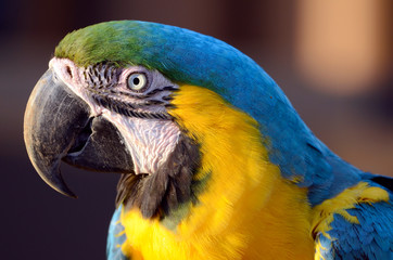 コンゴウインコ