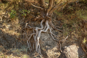   Tree roots on stones in the sunlight. Picturesque natural background with textured stones.