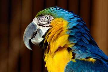 コンゴウインコ