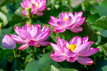 蓮の花　初夏イメージ