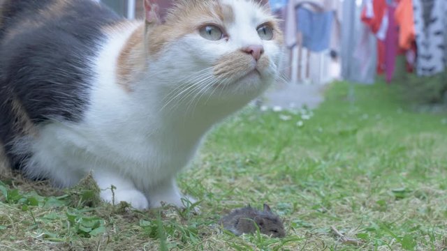 A Cat caught a Mouse