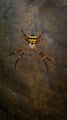 Argiope anasuja, is a species of harmless orb-weaver spider found from the Seychelles to India, Pakistan and Sri Lanka, and in the Maldives.