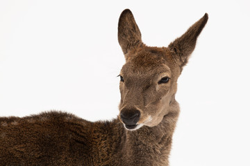 Moscow Zoo - European roe deer close-up portrait on white snow background