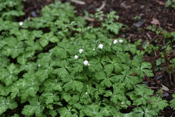 Anemone flaccida (Soft windflower) / Ranunculaceae perennial plants