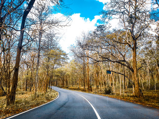 Fototapeta premium En route to muthanga ... forest highway with blue sky and trees