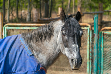 A grey horse with a black mane stands in a blanket and looks away