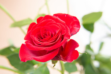 Red rose flowers on the light background.