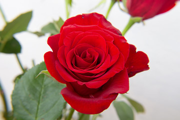Red rose flowers on the light background.