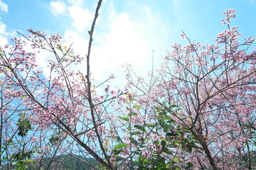 Mai Anh Dao has Latin name of Prunus Cesacoides, English name of Wild Himalayan Cherry, a special cherry blossom tree. Its trunk is like peach, but its flower has 5 pental like mickey’s mouse flower