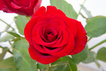 Red rose flowers on the light background.