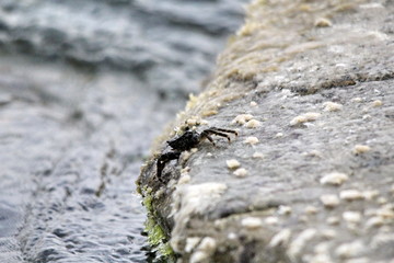 The crab climbed out on a rock