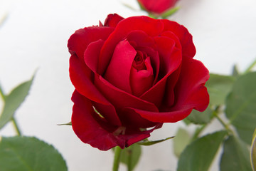 Red rose flowers on the light background.