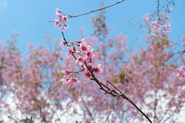 Mai Anh Dao has Latin name of Prunus Cesacoides, English name of Wild Himalayan Cherry, a special cherry blossom tree. Its trunk is like peach, but its flower has 5 pental like mickey’s mouse flower