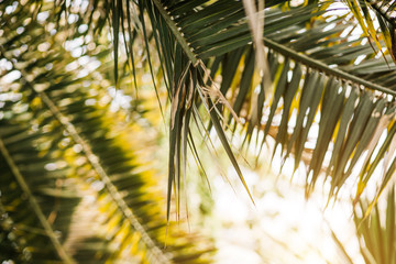 Naklejka premium Beautiful green tropical exotic forest