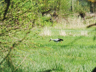 Obraz na płótnie Canvas stork on swampy meadow looking for food