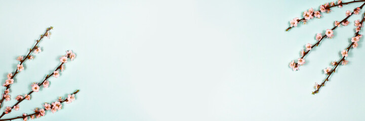 Banner. Apricot flowers on tree branches on a blue background. The basis for the postcard. Place...