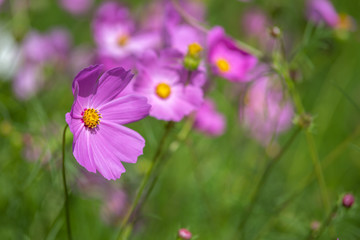 コスモスの花　秋イメージ