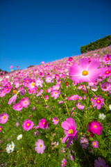 コスモスの花　秋イメージ