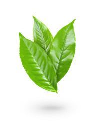 Green tea leaf on white background