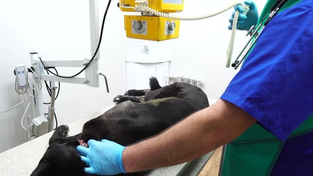 The dog is x-rayed. The veterinarian takes an x-ray.X-ray machine for animals. Veterinary equipment. Medical equipment for animals.