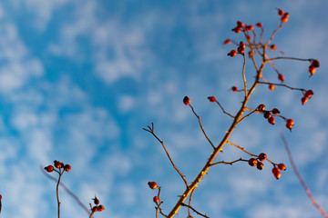 Rich red rosehip berries against a clear blue sky grow in a large group on the branches of a bushy rose with thorns and winter until spring without green leaves