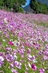 Obraz premium コスモスの花 秋イメージ