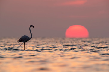 Greater Flamingo and dramatic sunrise of Asker coast, Bahrain