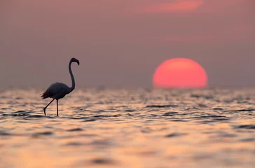Foto auf Acrylglas Antireflex Greater Flamingo and dramatic sunrise of Asker coast, Bahrain © Dr Ajay Kumar Singh