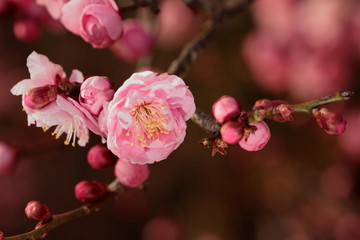 日本の梅