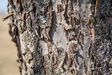 Bark of an old apple tree. Moss and lichens