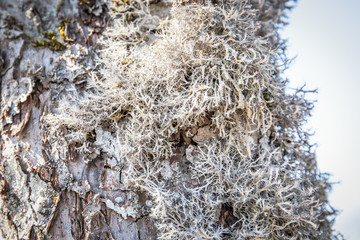 Bark of an old apple tree. Moss and lichens