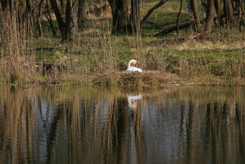 A breeding swan in nest, Berlin - Germany