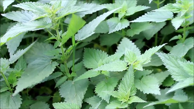 stinging nettle in the nature,  alternative medicine 
