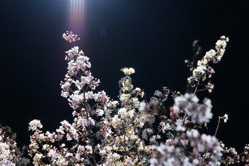 beautiful flower on the night