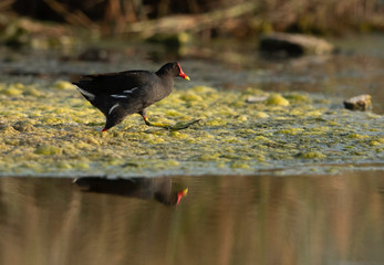 Common Moorhen at Asker marsh, Bahrain