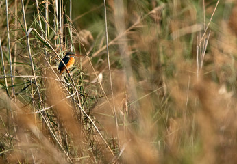 Common Kingfisher perched on tall grass, Bahrain