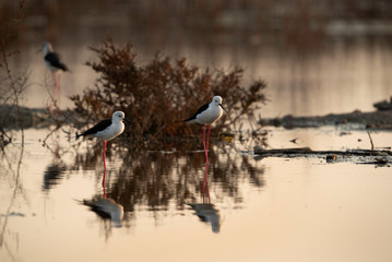 Little Stints at Asker marsh with reflection on water, Bahrain