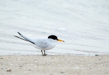 Saunders tern at Busaiteen coast, Bahrain