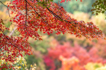 紅葉　秋イメージ