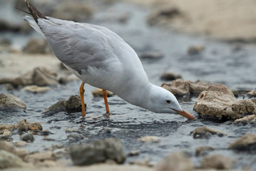 Slender-billed seagull drinking water at Busaiteen coast, Bahrain