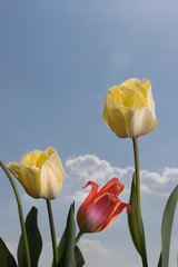 Obraz premium Yellow and red tulips (Tulipa cultorum) on the blue sky background with white clouds.